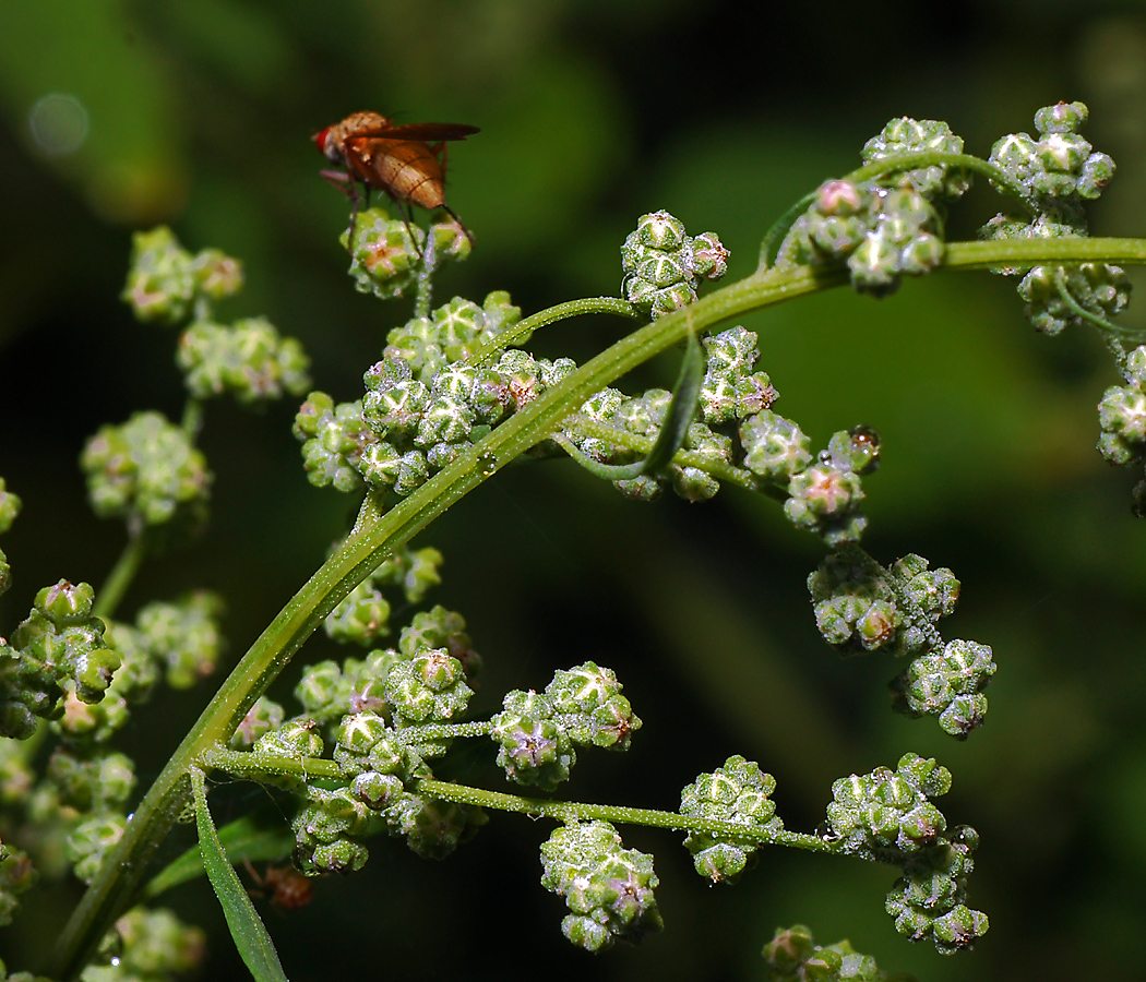 Изображение особи Chenopodium album.