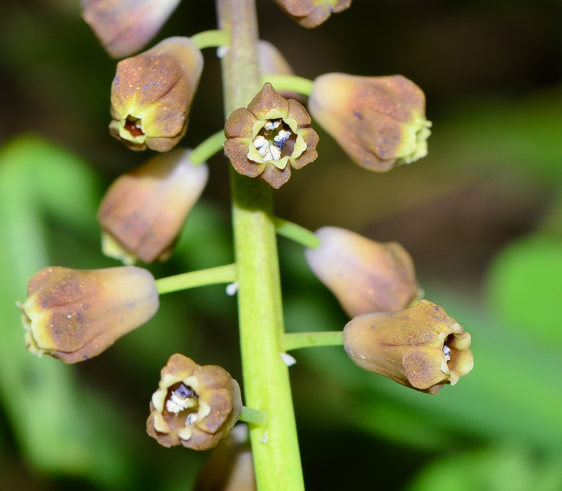 Изображение особи Leopoldia bicolor.