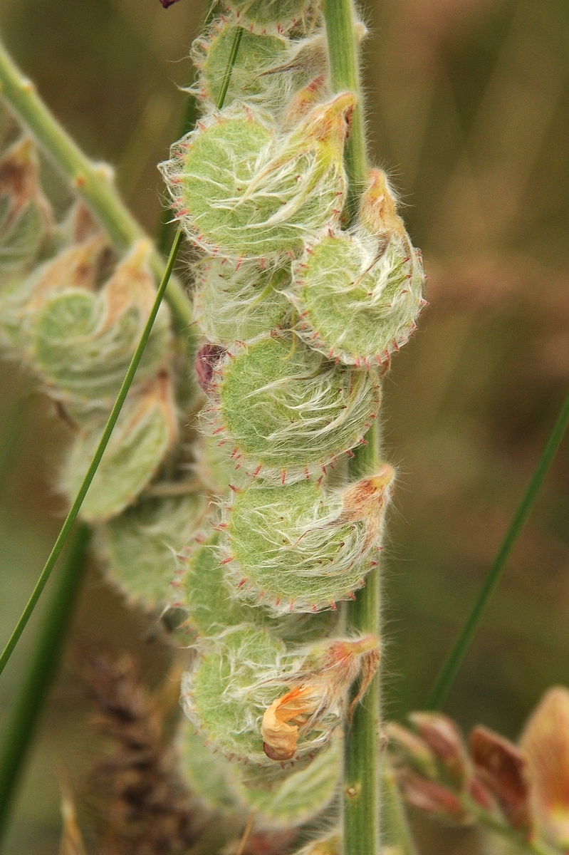 Image of Onobrychis chorassanica specimen.