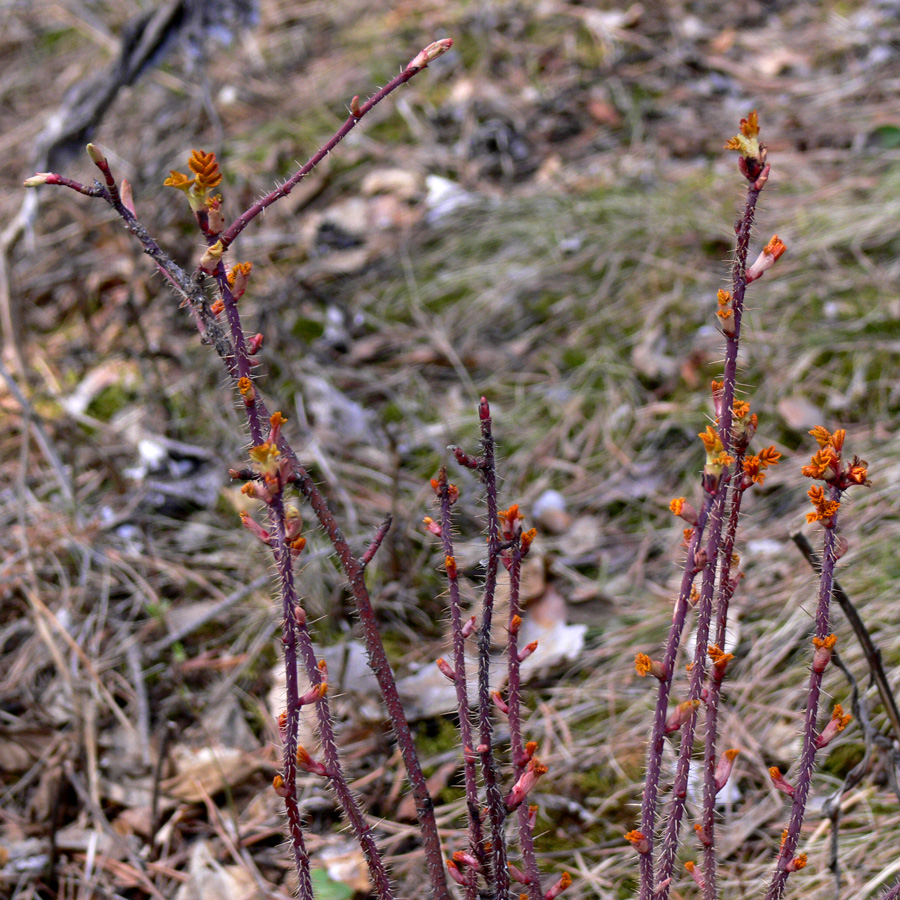 Image of Rosa acicularis specimen.