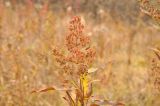 Spiraea salicifolia