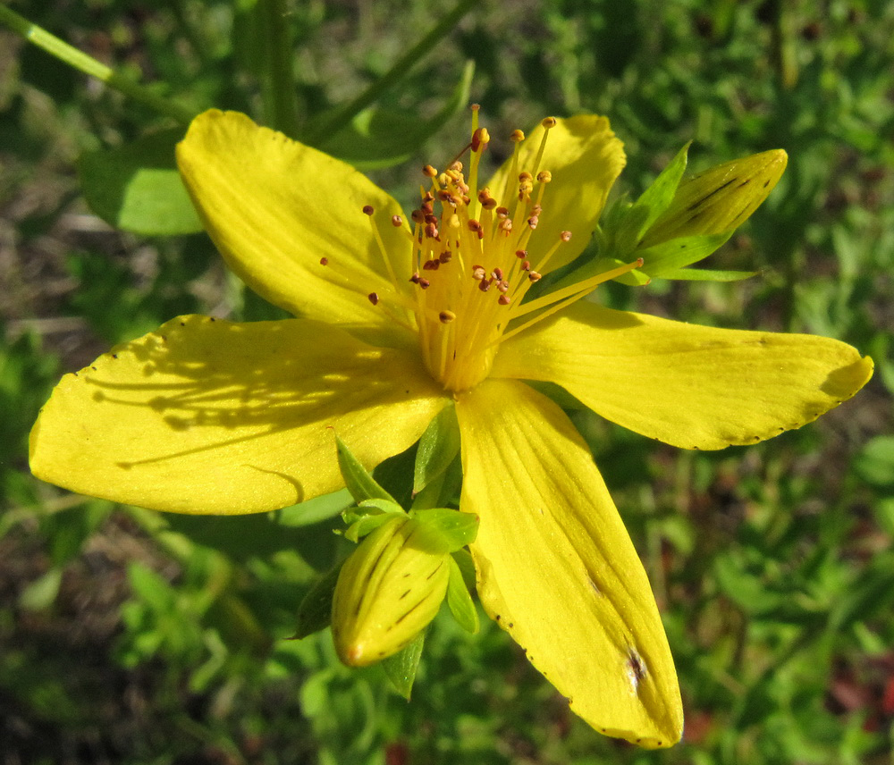 Изображение особи Hypericum perforatum.