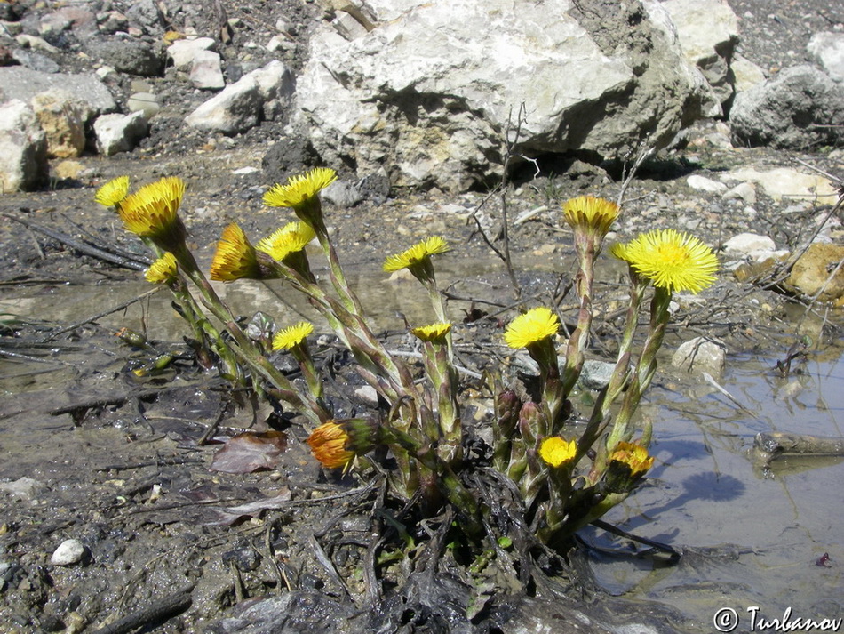 Изображение особи Tussilago farfara.