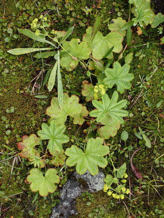 Image of Alchemilla glomerulans specimen.