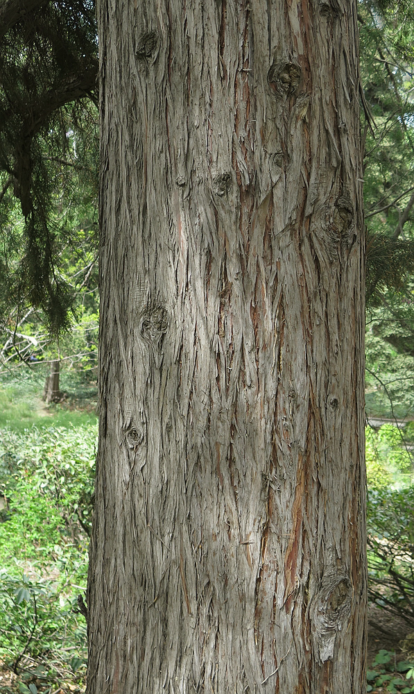 Image of Cupressus torulosa specimen.