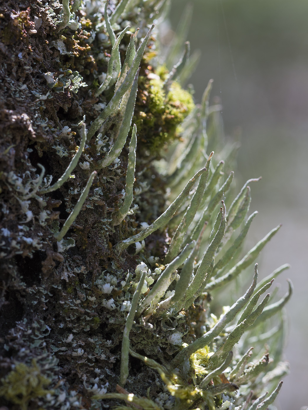 Изображение особи Cladonia coniocraea.