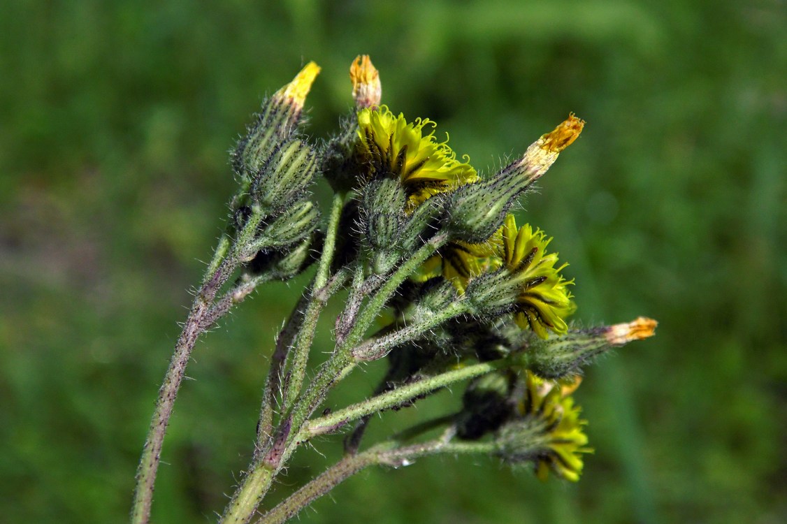 Image of genus Pilosella specimen.