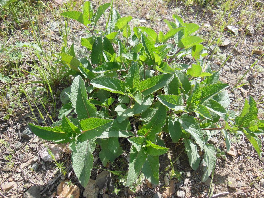 Image of genus Salvia specimen.