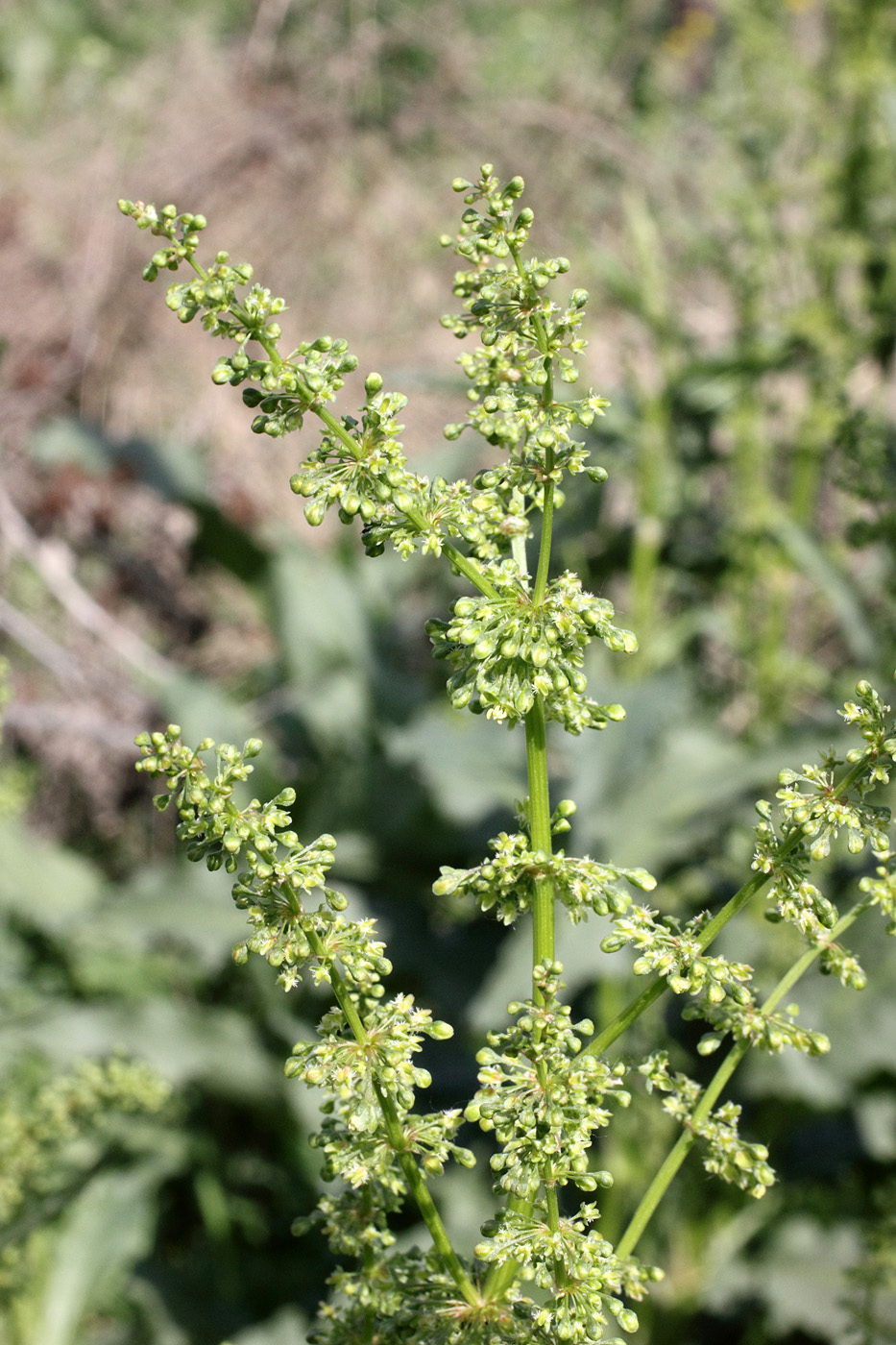 Image of Rumex conglomeratus specimen.