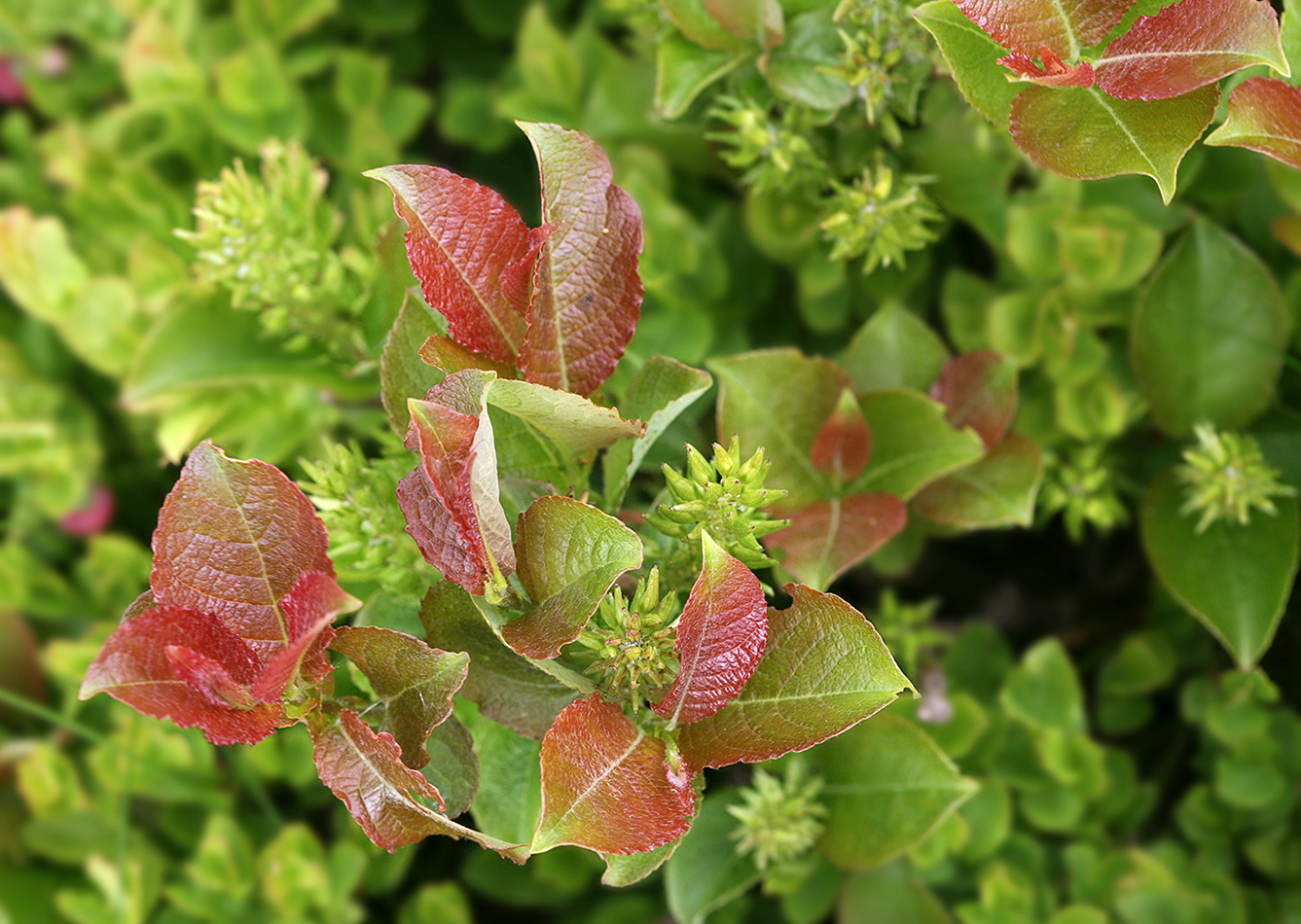 Изображение особи Salix silesiaca.