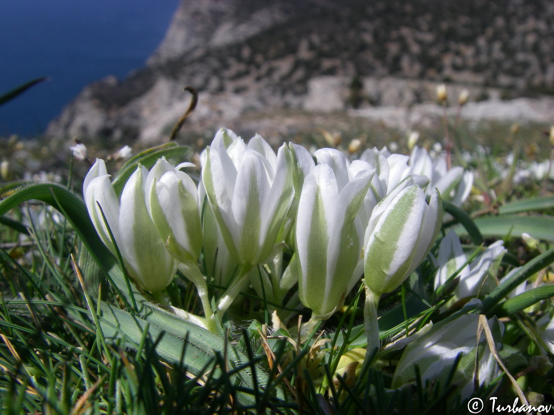 Image of Ornithogalum fimbriatum specimen.