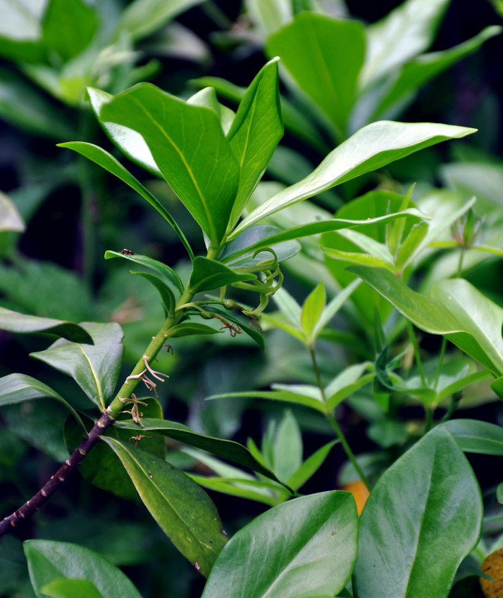 Image of Daphne pontica specimen.