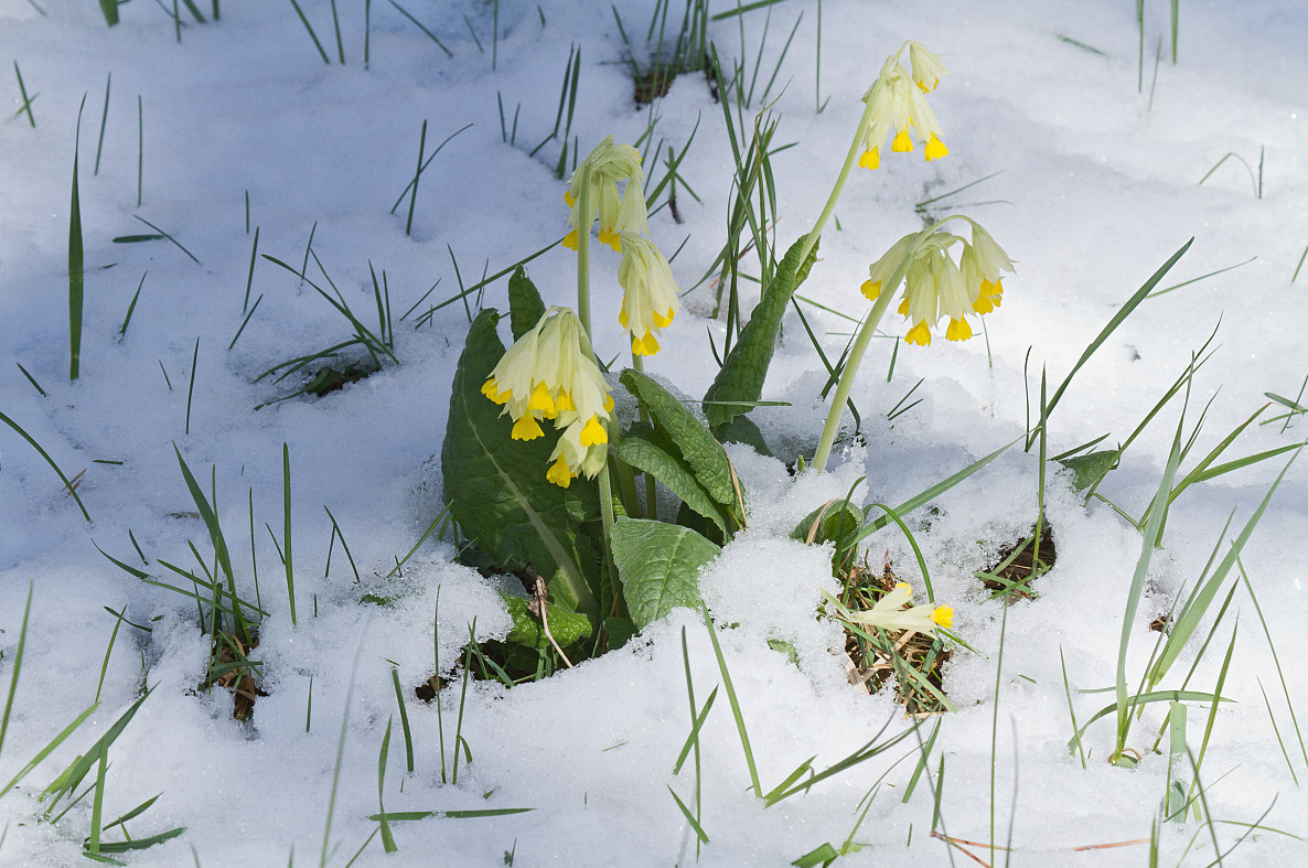 Image of Primula macrocalyx specimen.