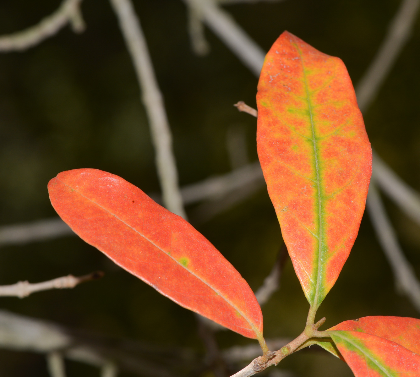 Изображение особи Combretum erythrophyllum.