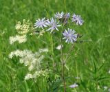 Lactuca sibirica. Верхушка растения с цветками и бутонами (слева - соцветие Filipendula). Иркутская обл., Иркутский р-н, окр. с. Максимовщина, долина р. Иркут. 14.07.2014.