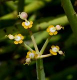 Euphorbia schimperi. Общее соцветие с созревающими плодами. Израиль, Шарон, г. Тель-Авив, ботанический сад \"Сад кактусов\". 12.07.2017.