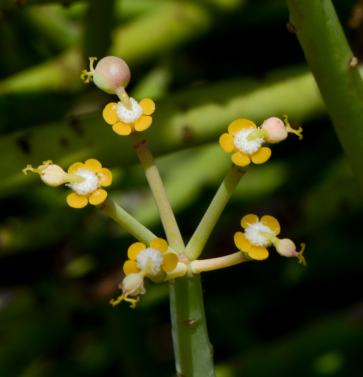 Изображение особи Euphorbia schimperi.