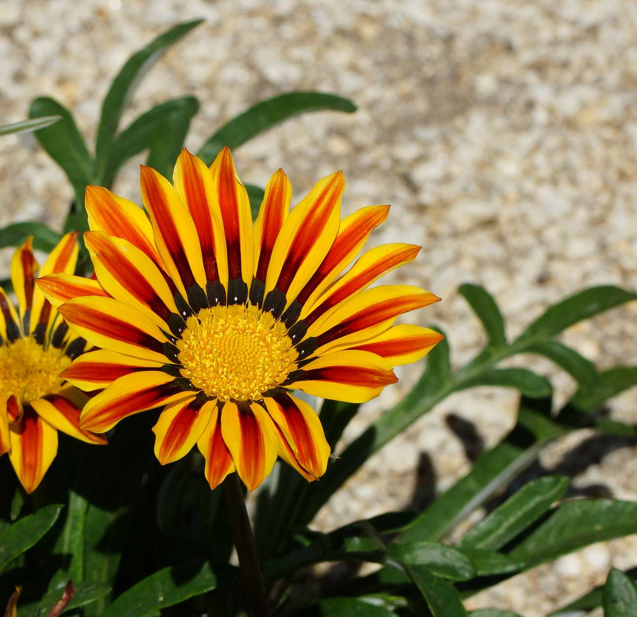 Image of Gazania rigens specimen.