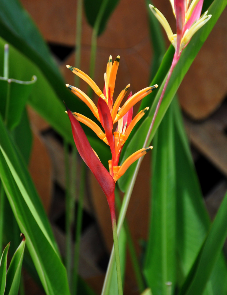 Image of Heliconia psittacorum specimen.