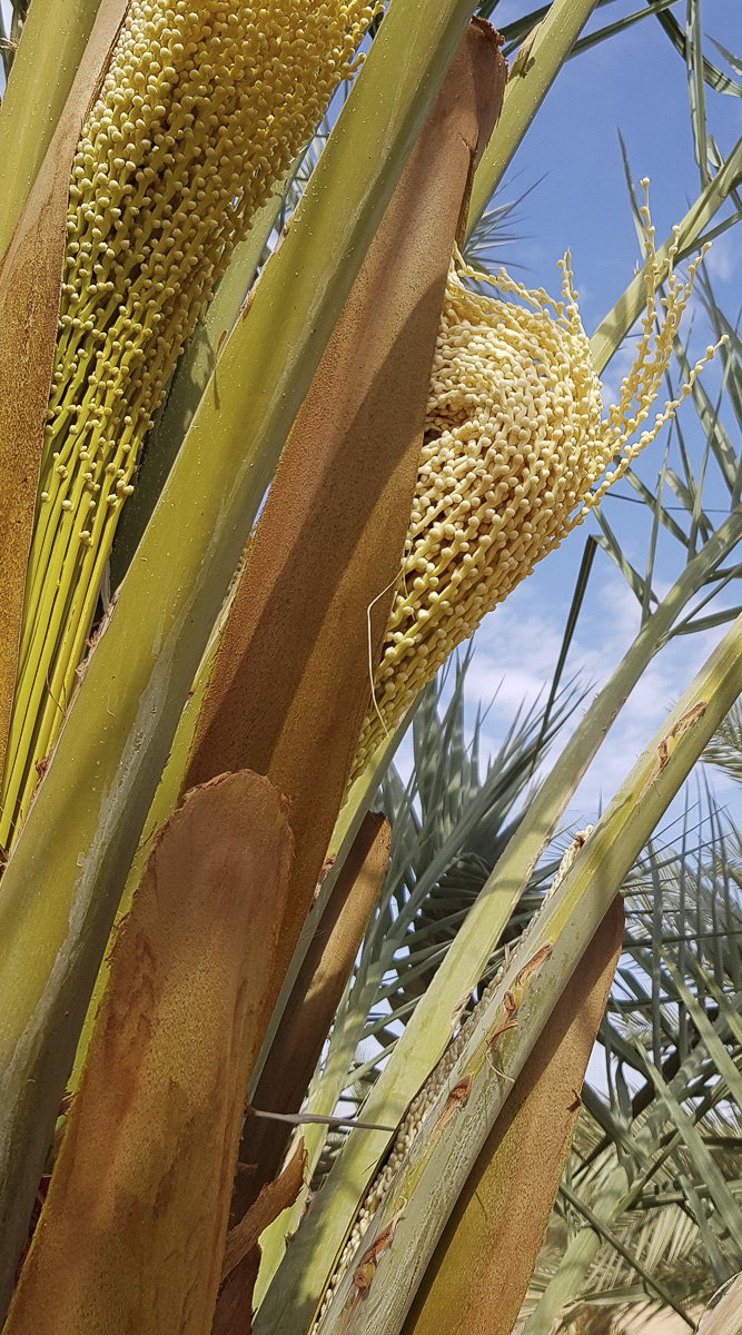 Image of Phoenix dactylifera specimen.