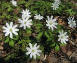 Anemone altaica. Цветущие растения. Томск, парк \"Университетская роща\". 05.05.2010.