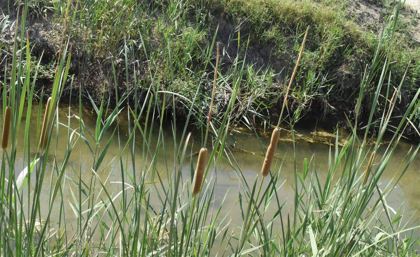 Image of Typha angustifolia specimen.