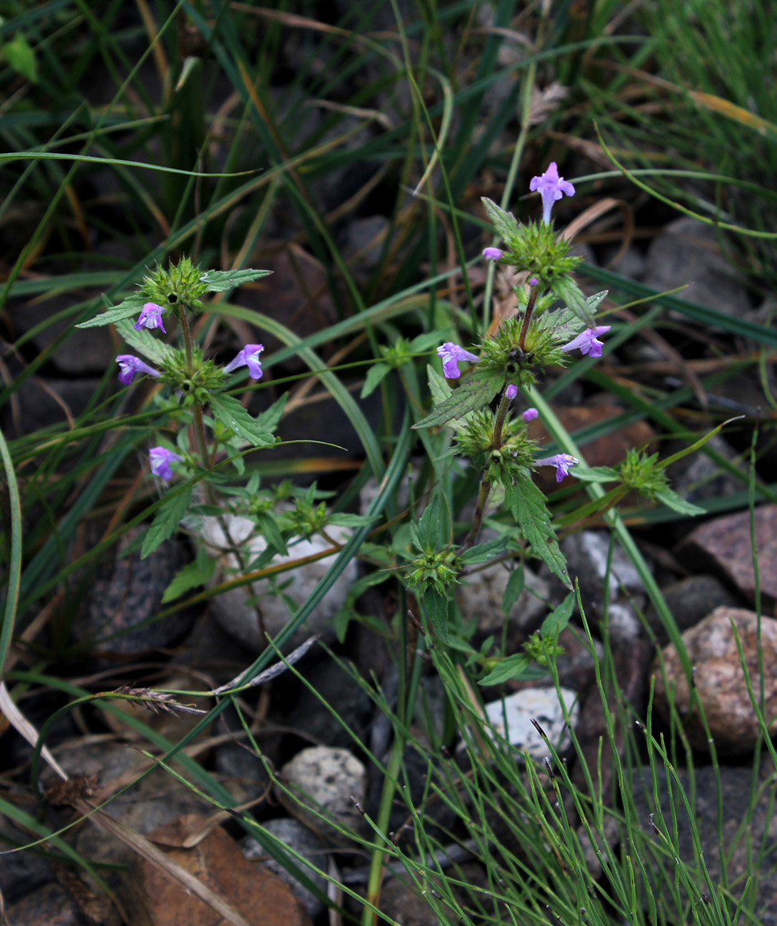 Изображение особи Galeopsis ladanum.