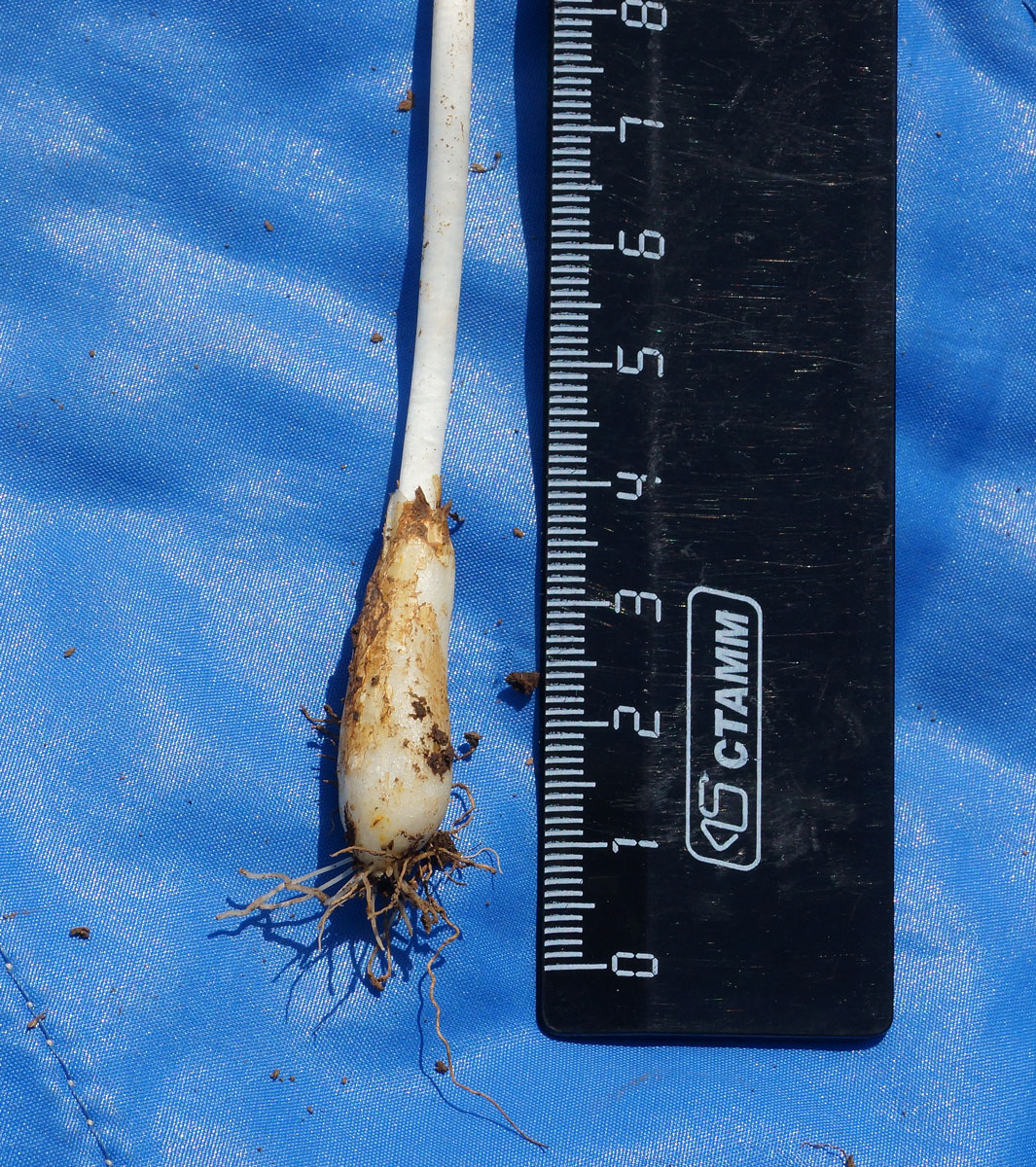 Image of Erythronium krylovii specimen.