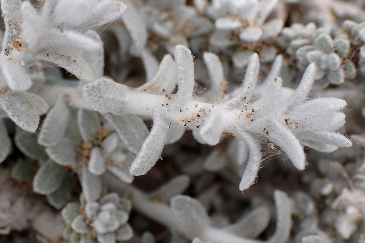 Image of Otanthus maritimus specimen.