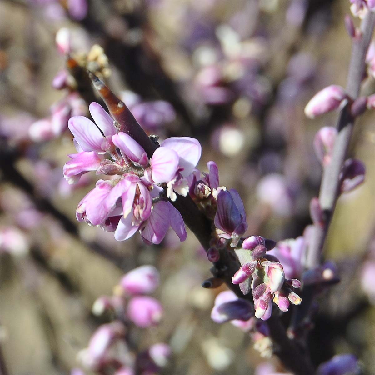 Image of Muraltia spinosa specimen.