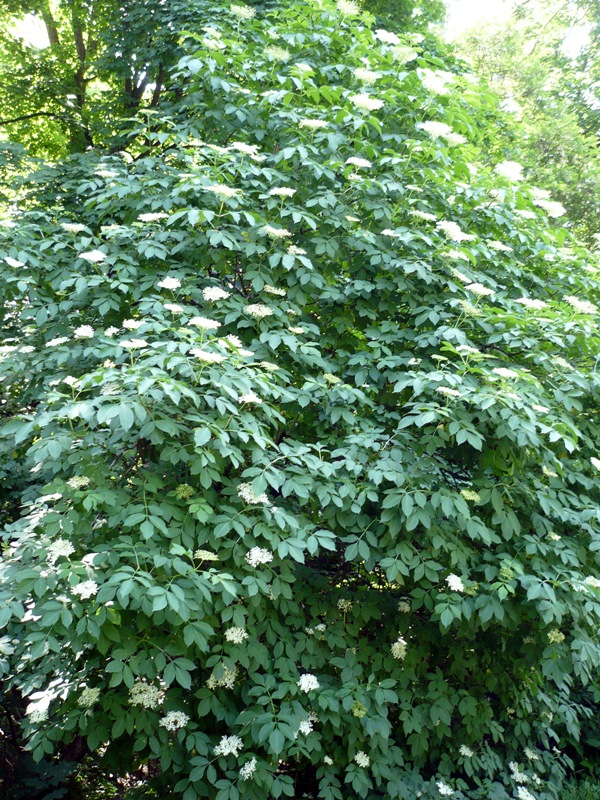 Image of Sambucus nigra specimen.