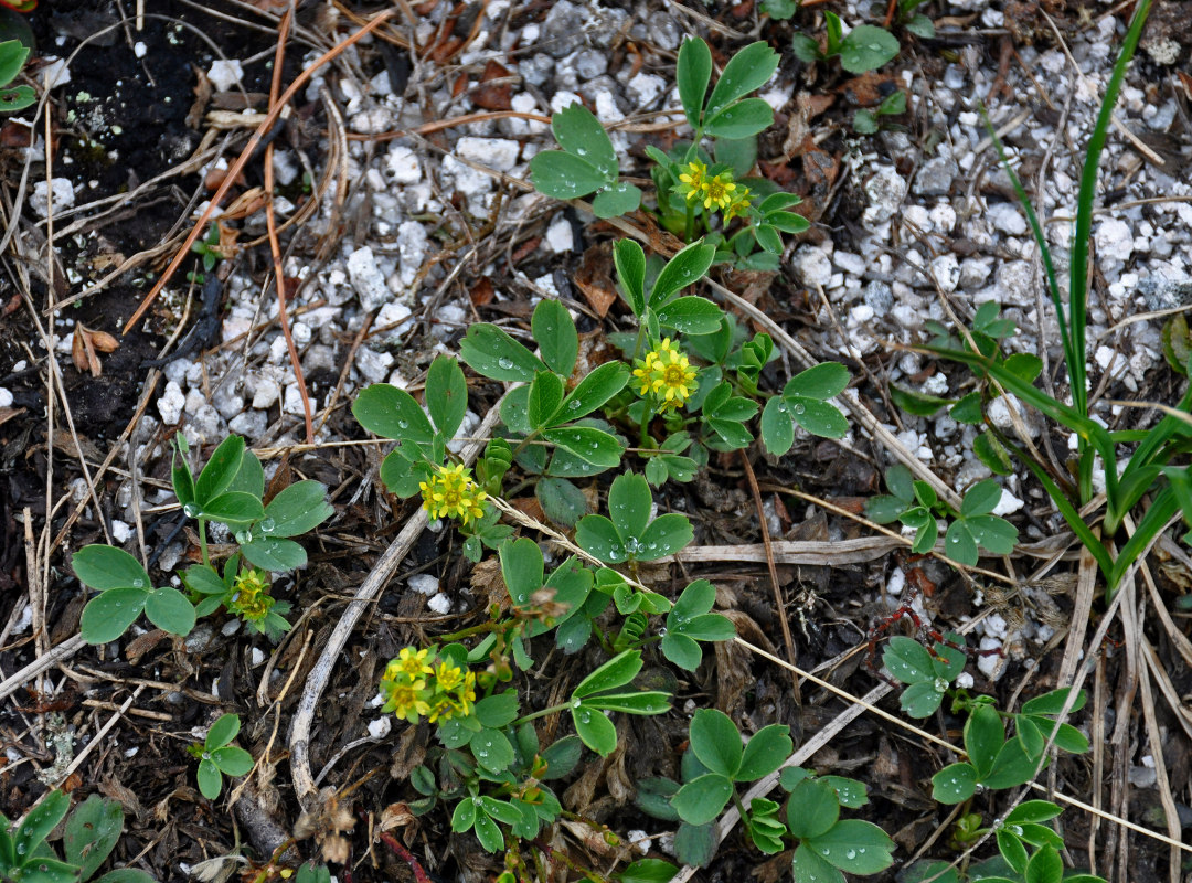 Изображение особи Sibbaldia procumbens.