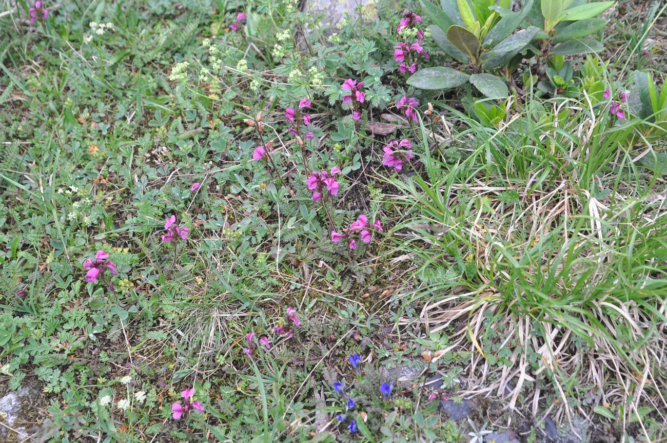 Image of Pedicularis nordmanniana specimen.