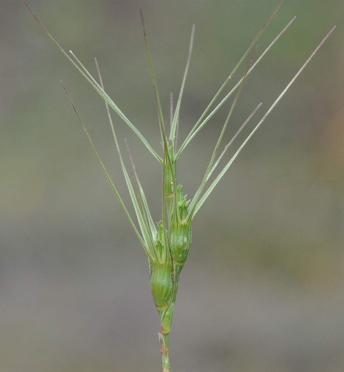 Image of genus Aegilops specimen.