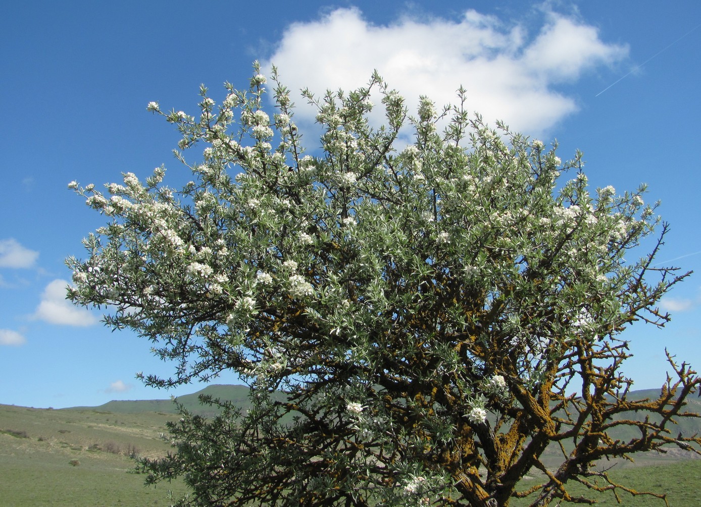 Изображение особи Pyrus salicifolia.