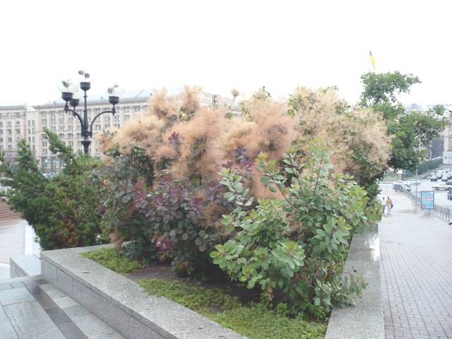 Image of Cotinus coggygria specimen.