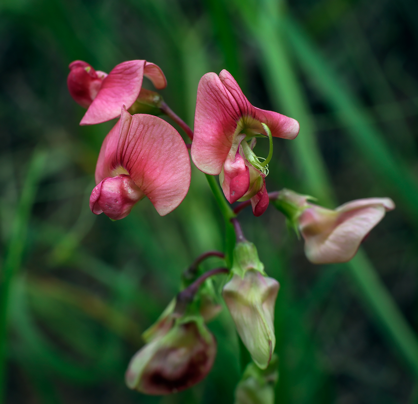 Image of Lathyrus sylvestris specimen.