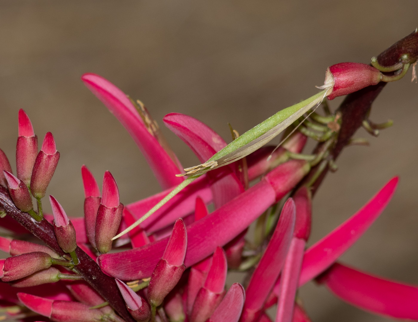 Image of Erythrina herbacea specimen.