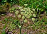 Heracleum subspecies ternatum