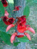 Erythrina crista-galli. Соцветие. Франция, деп. Альп-Маритим, г. Канн, в культуре. 04.09.2019.