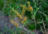 Spiraea hypericifolia. Верхушка ветви с плодами. Алтай, Онгудайский р-н, низовья р. Урсул, ≈ 600 м н.у.м., степной склон. 10.06.2019.