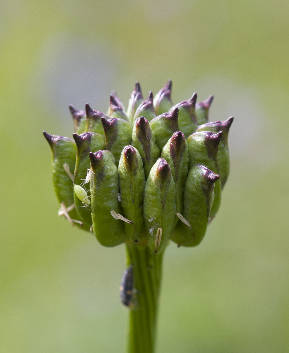 Image of genus Trollius specimen.