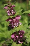 Смотреть изображение Lamium maculatum