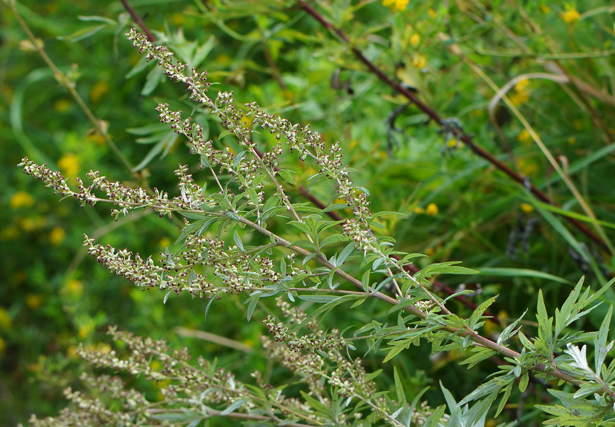 Изображение особи Artemisia vulgaris.