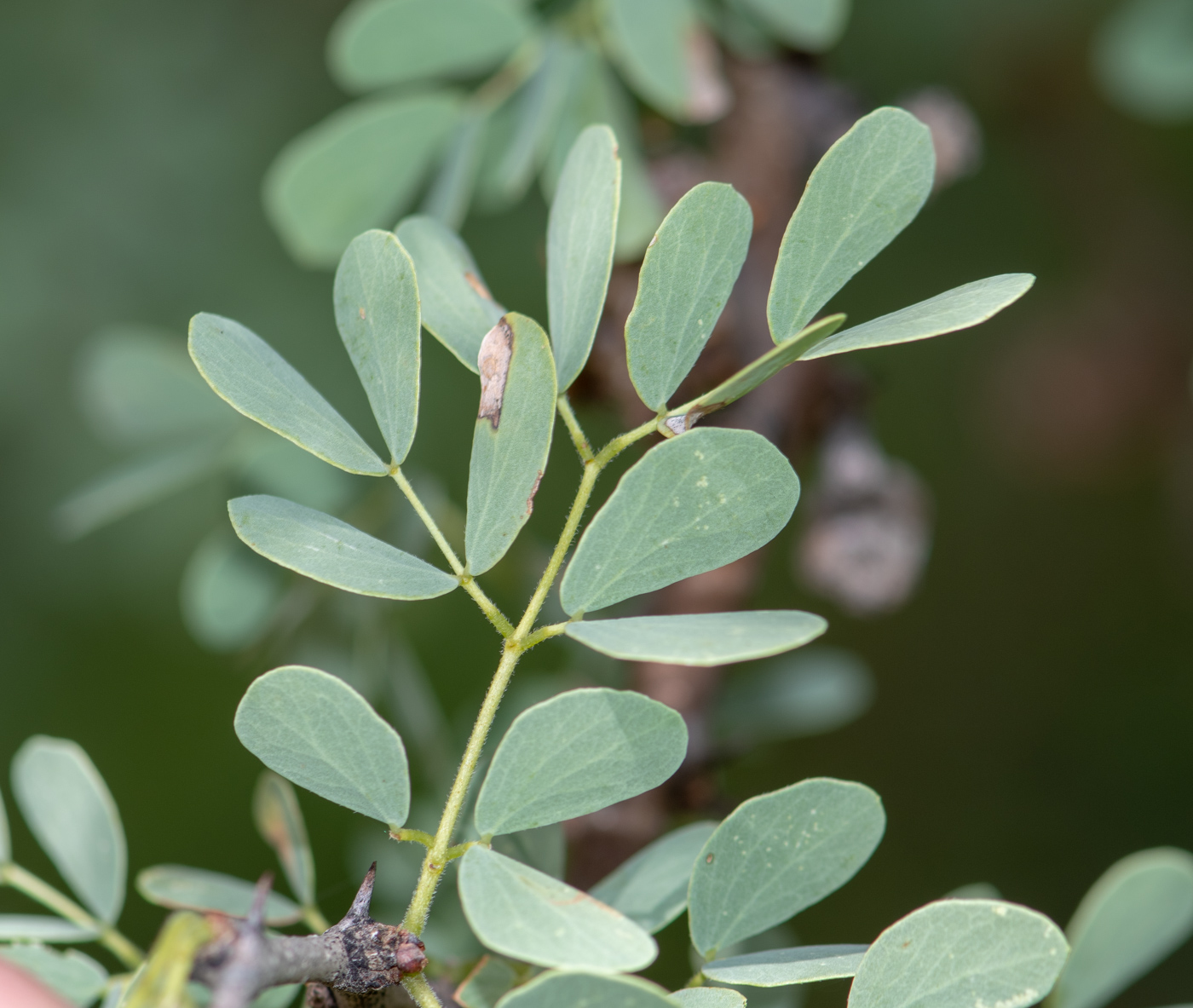 Image of Senegalia mellifera specimen.