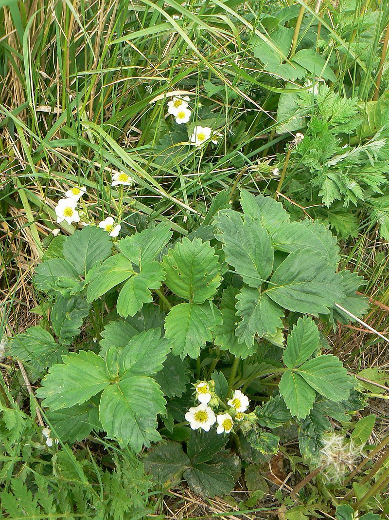 Image of Fragaria &times; ananassa specimen.