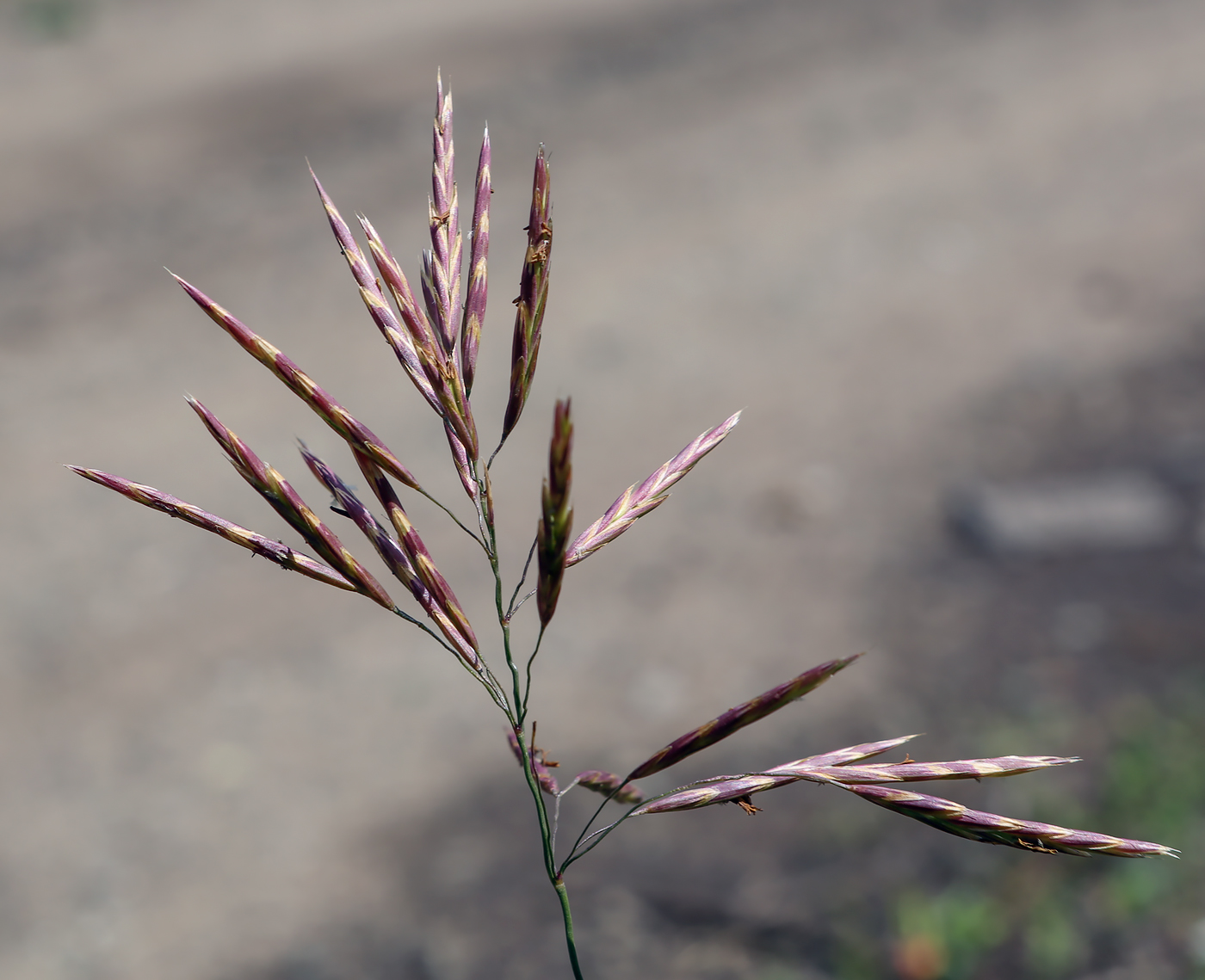 Изображение особи Bromopsis inermis.