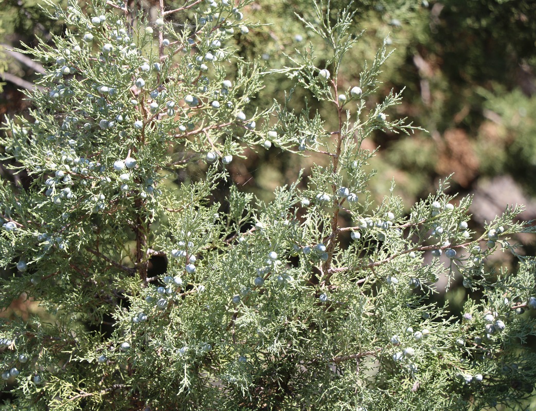 Изображение особи Juniperus polycarpos.