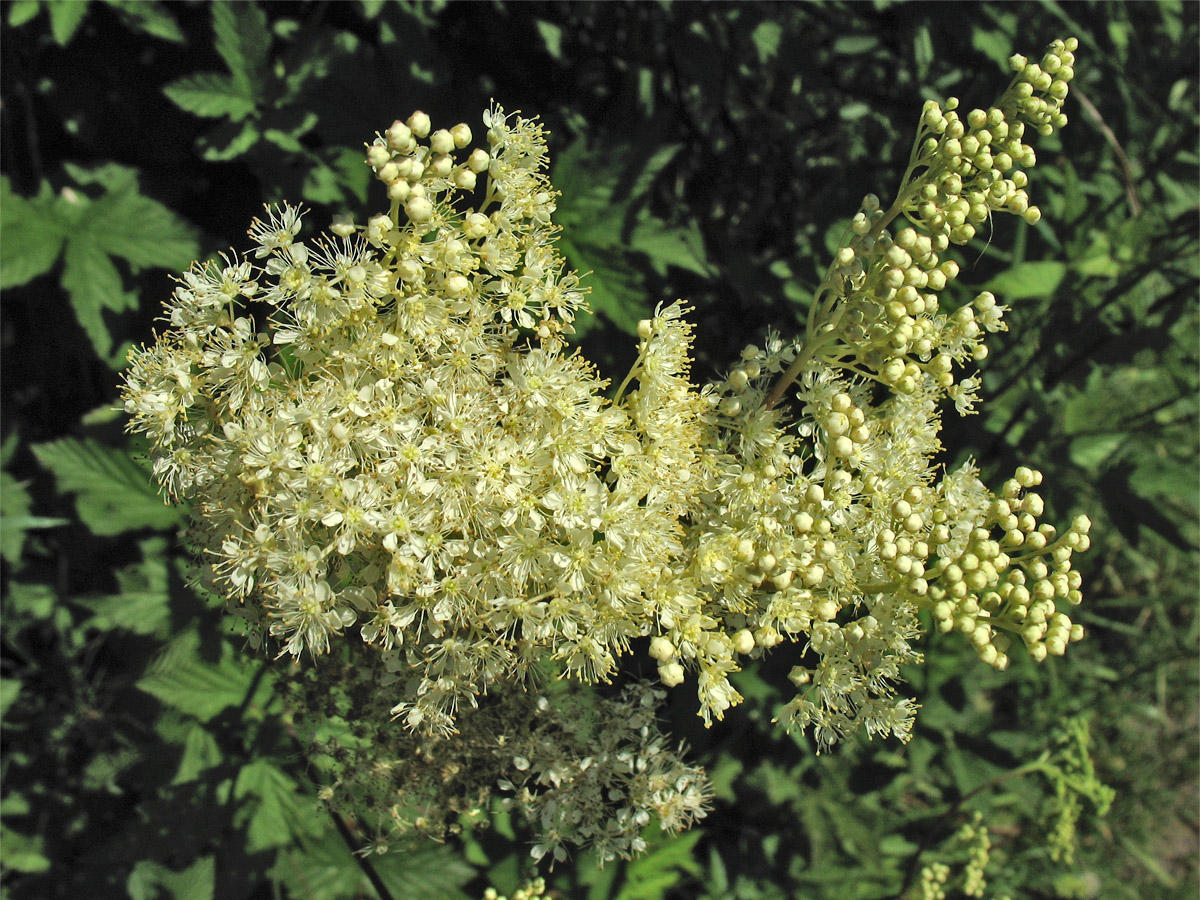 Image of Filipendula ulmaria specimen.