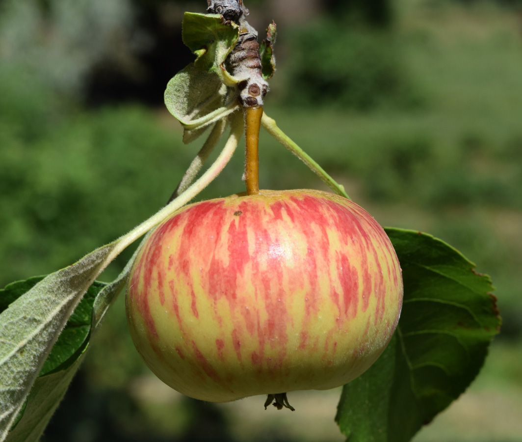 Image of Malus domestica specimen.